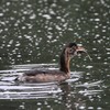 いつもの公園今朝　３－２「捕食」