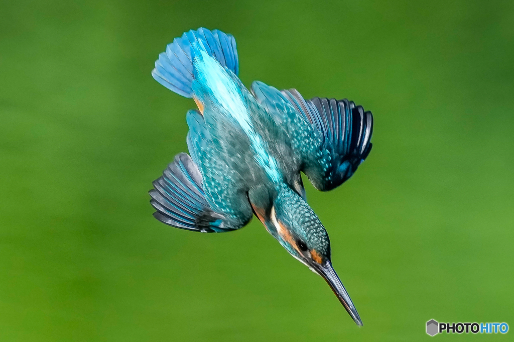 いつもの公園「翡翠鳥（ヒスイチョウ）」