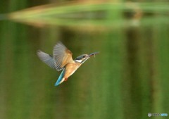 いつもの公園「飛翔」（３）