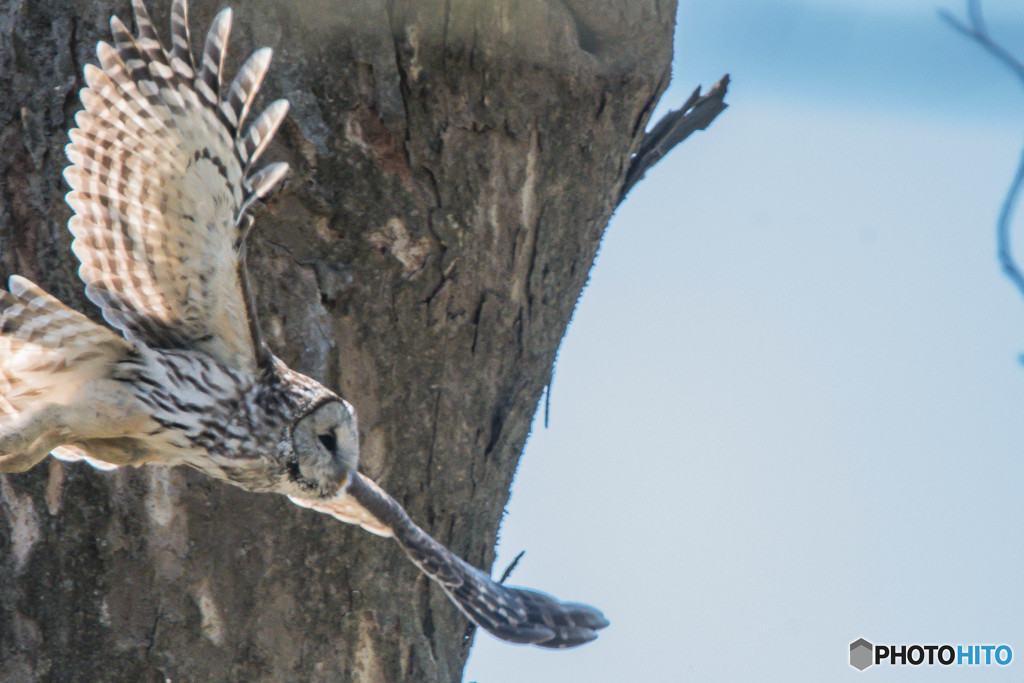 杜の人「パトロール」（フクロウ）（４）