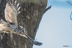 杜の人「パトロール」（フクロウ）（４）