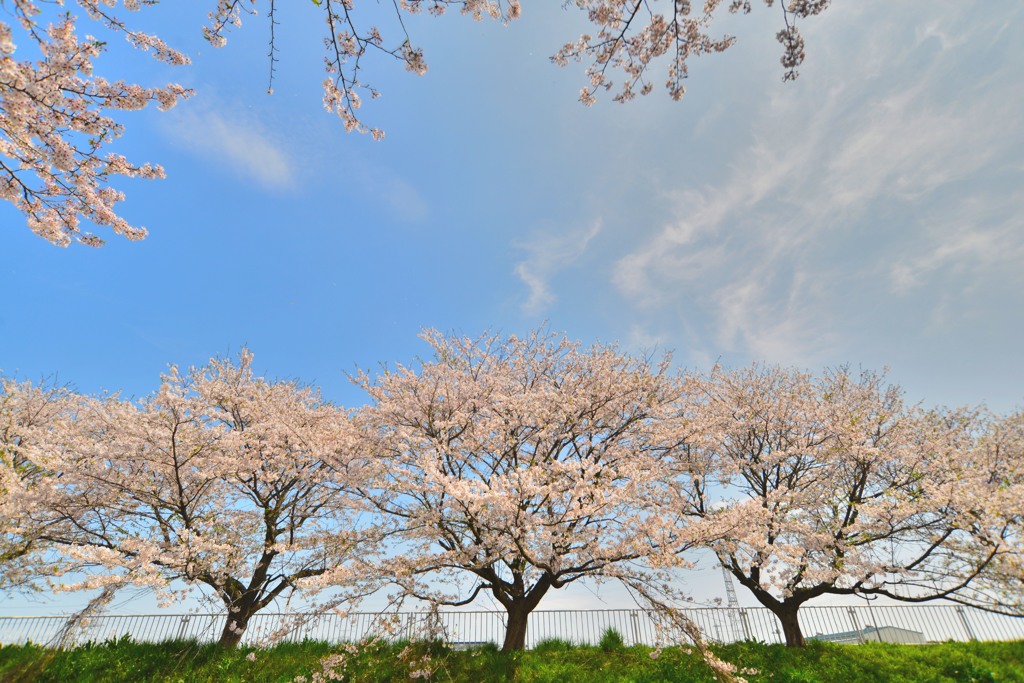 桜水路（４）
