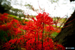秋華、曼殊沙華（２）