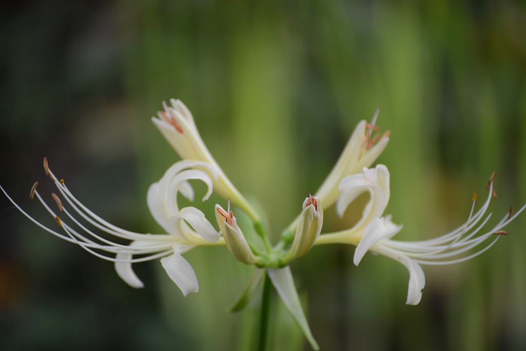曼珠沙華７－７「シンメトリィー」