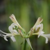 曼珠沙華７－７「シンメトリィー」