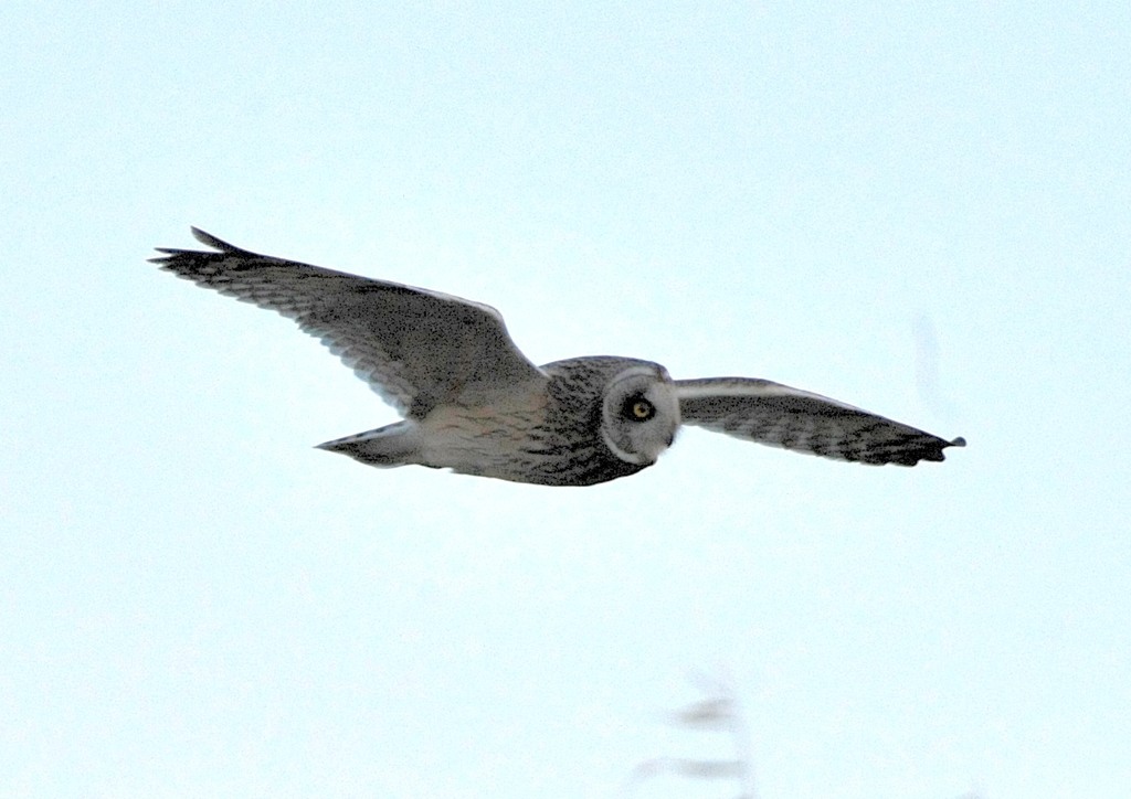 利根川堰堤「飛行」（コミミズク）