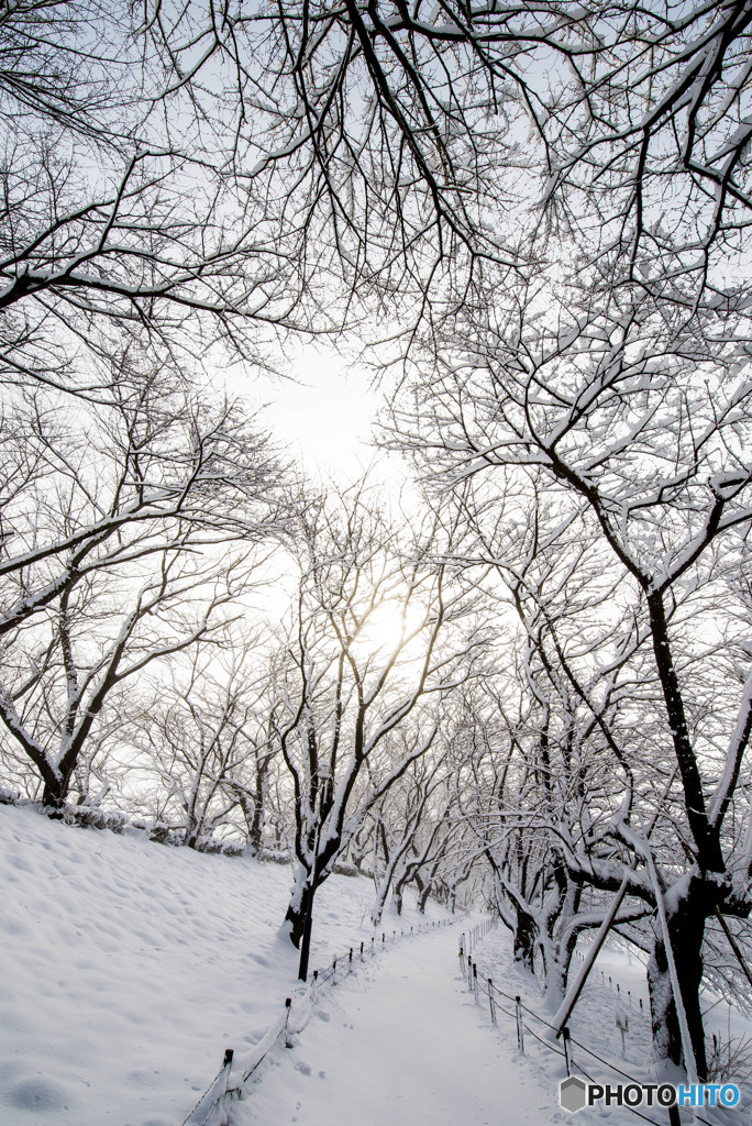 いつもの公園、「雪景色」（４）