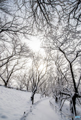 いつもの公園、「雪景色」（４）