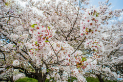 春満喫、権現堂桜堤「桜満喫」