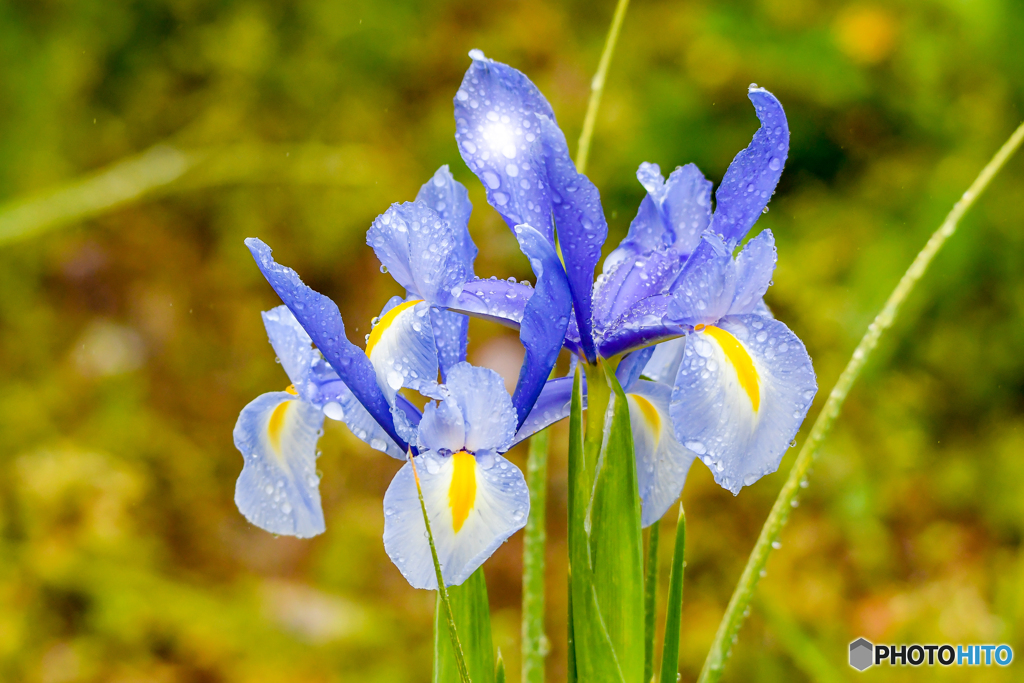 いつもの公園「雨菖蒲」