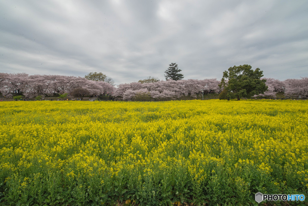 桜の樹の下で（埼玉県幸手市権現堂公園）（４）「菜の花」