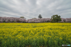 桜の樹の下で（埼玉県幸手市権現堂公園）（４）「菜の花」