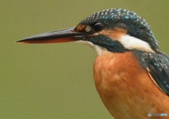 いつもの公園「カワセミ日記」　「瞳」