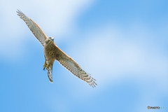 いつもの公園「若、雄飛」（オオタカ幼鳥）（１）