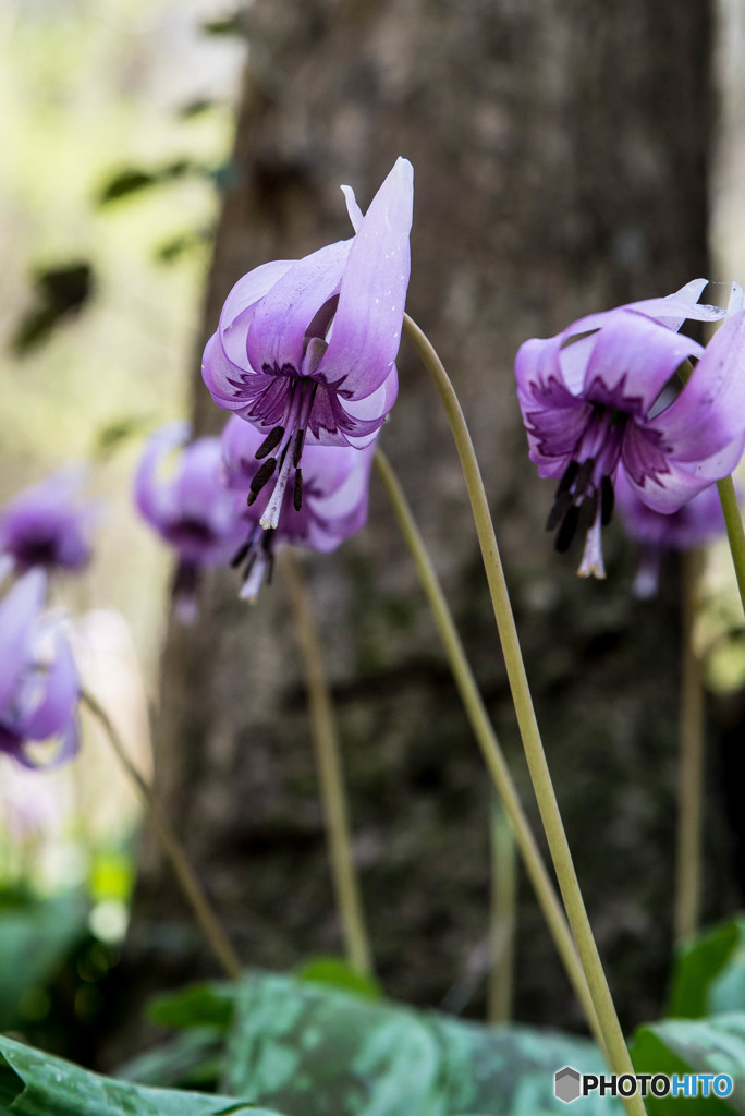 春告草（カタクリ）