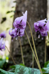 春告草（カタクリ）