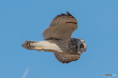 コミミフィールド「眼前通過」（１）