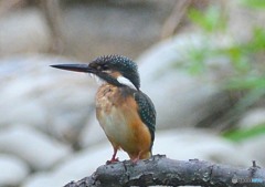 いつもの公園「キッ」カワセミ