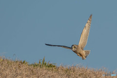 コミミズク悠々（２）