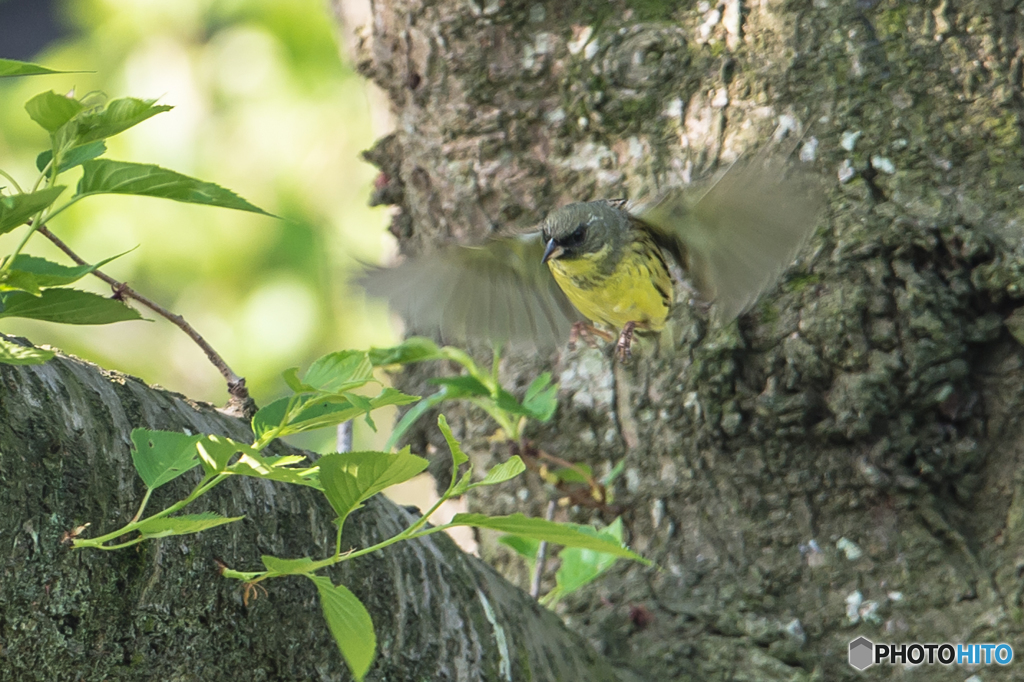 いつもの公園「今朝、アオジ二葉」（２）