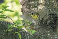 いつもの公園「今朝、アオジ二葉」（２）