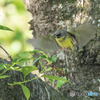 いつもの公園「今朝、アオジ二葉」（２）