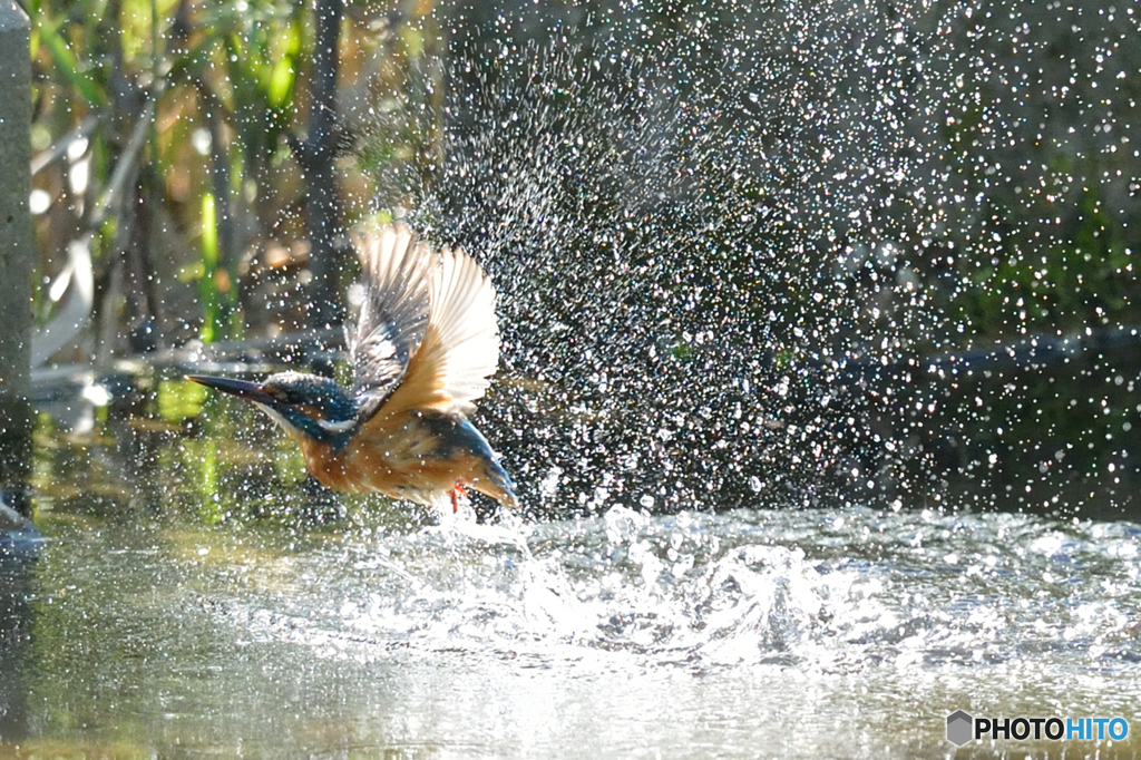 隣町の公園「カワセミ日記」（８）水遊び