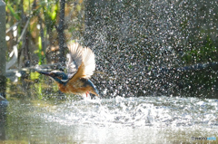 隣町の公園「カワセミ日記」（８）水遊び