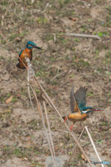 いつもの公園「カワセミ日和」（１）