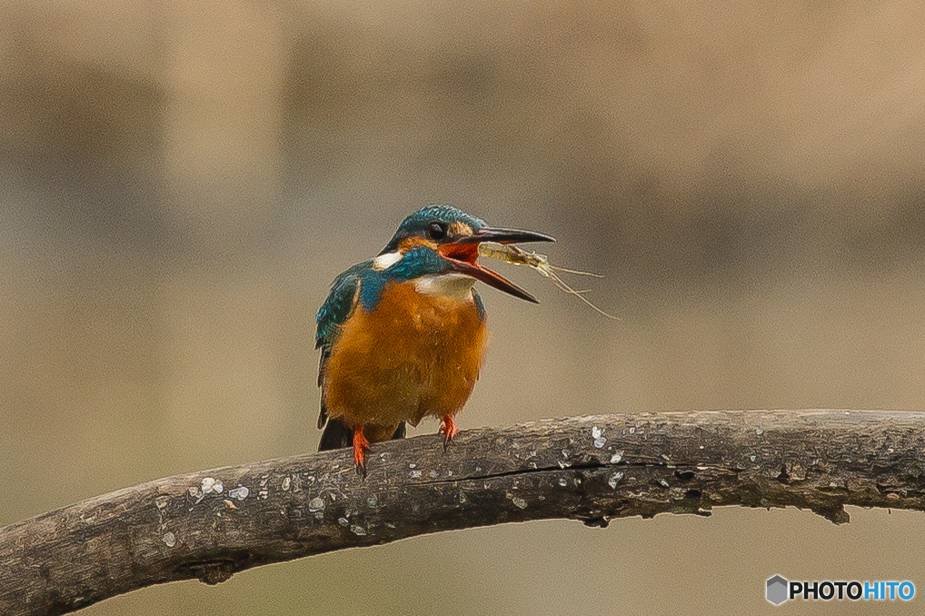 いつもの公園「エビ」です。