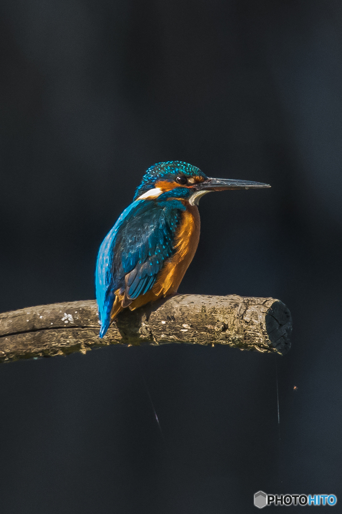 いつもの公園　「カワセミ二題」（2）
