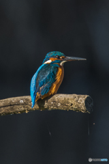いつもの公園　「カワセミ二題」（2）