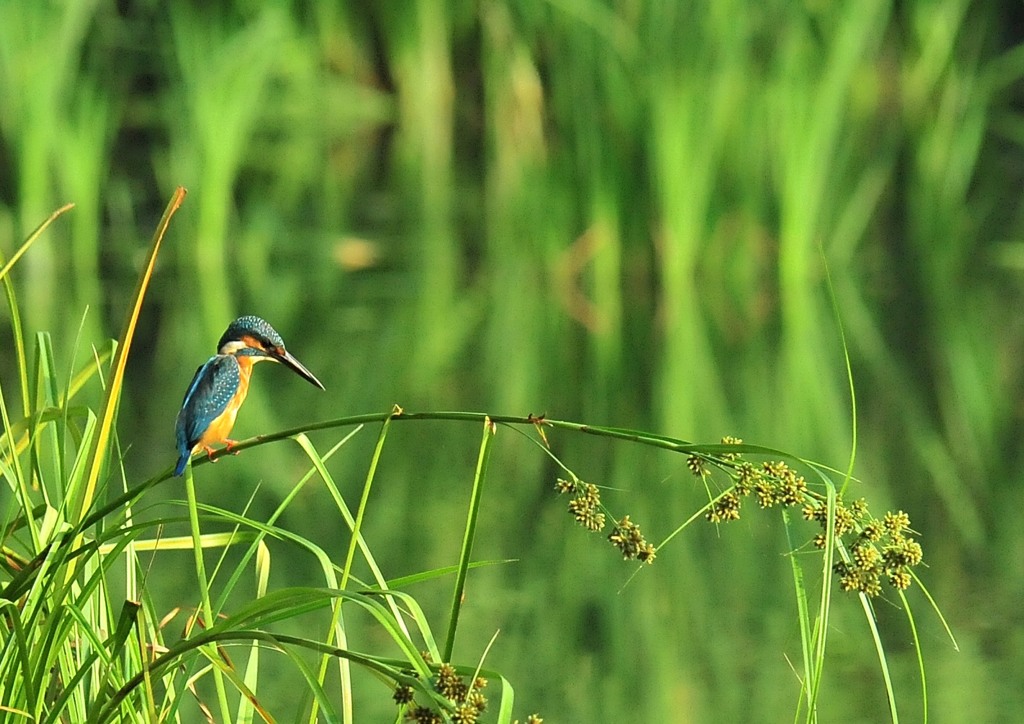この日は近くで　６－４「狙っていますね」