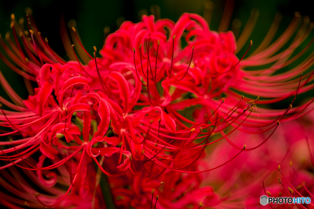 曼珠沙華「緋の華」