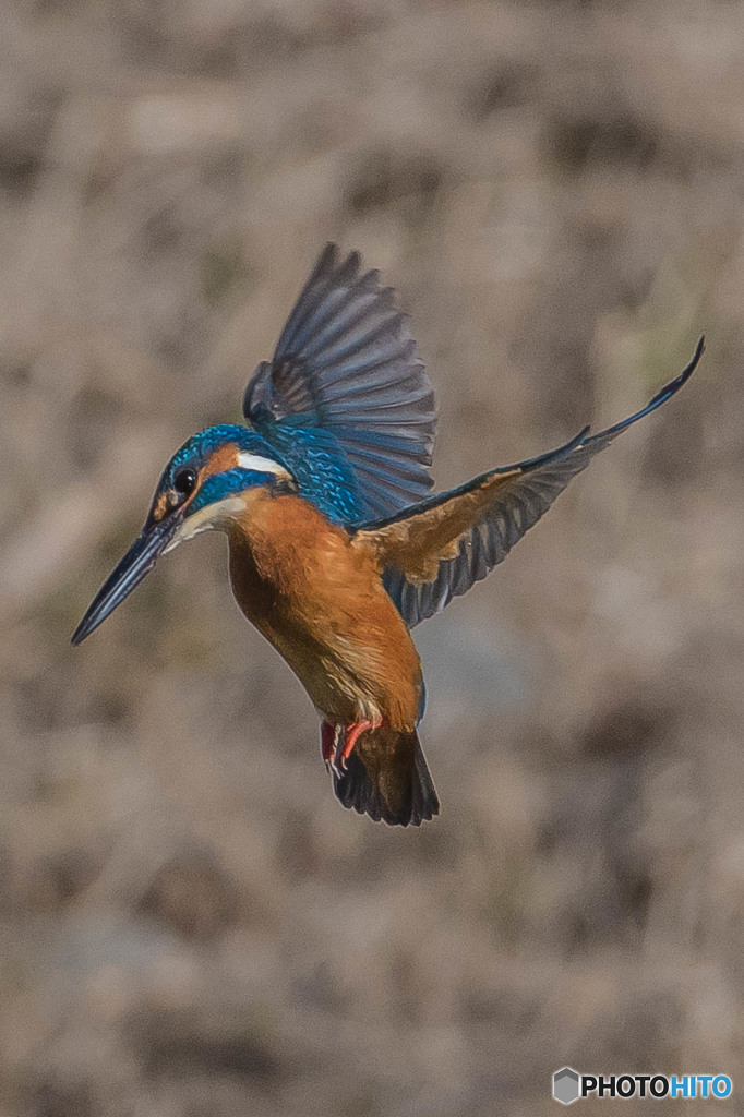 いつもの公園「こちら見てます」（カワセミ）（４）