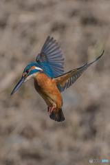 いつもの公園「こちら見てます」（カワセミ）（４）