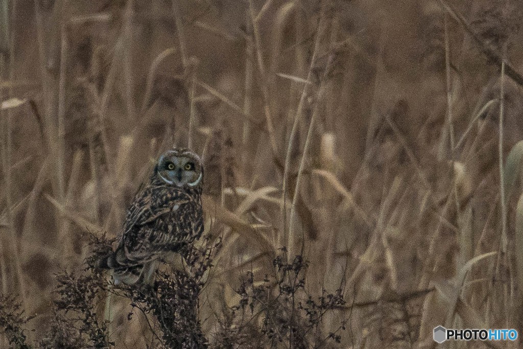 冬野人悠々（１４）