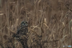 冬野人悠々（１４）