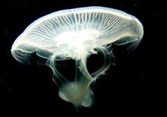 神秘なるクラゲ　５－３「宇宙なる動き」