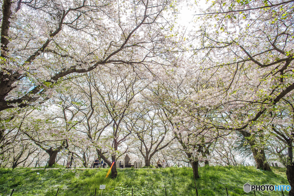 春満喫、権現堂桜堤「巡礼桜」
