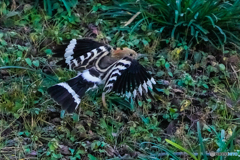 いつもの公園「彩飛」（１）