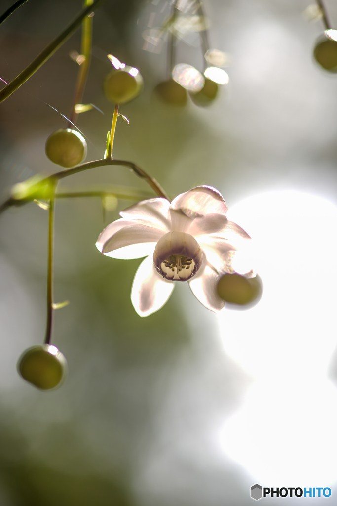夏華輝き