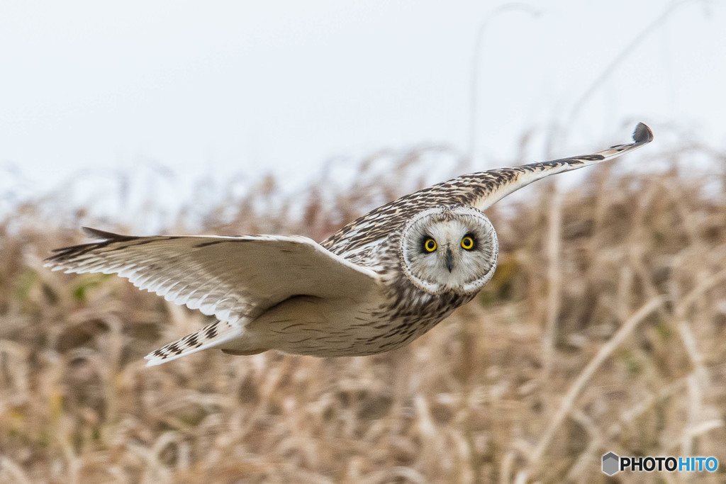 見てます（コミミズク）（２）