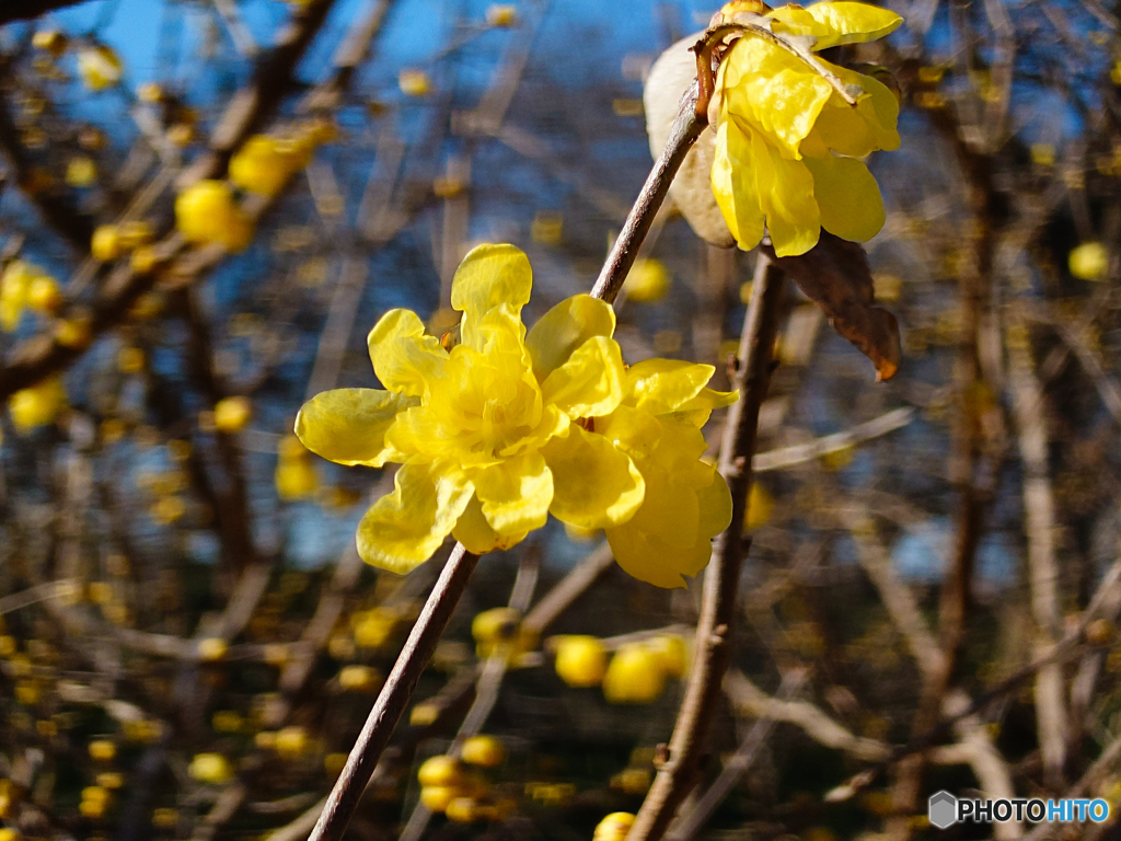 いつもの公園「春香寿美」