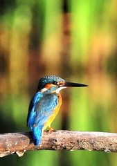今朝、いつもの公園　７－５「今朝のカワセミ君」