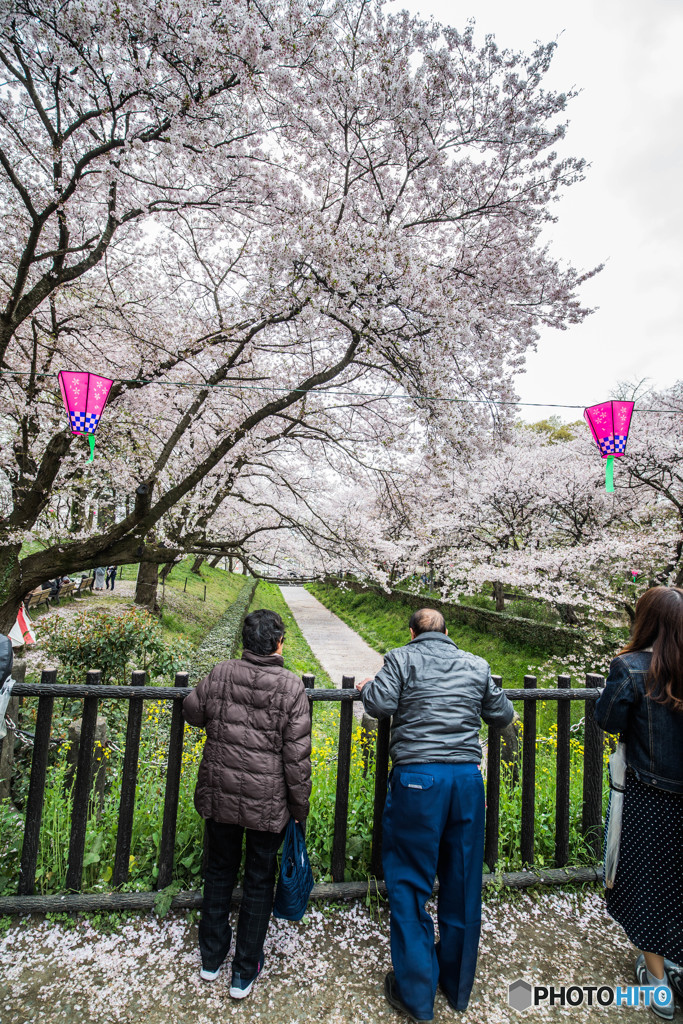 桜の樹の下で（埼玉県幸手市権現堂公園）（１２）「花覗き」
