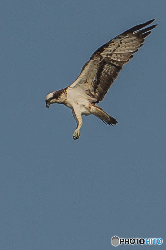 利根川秋日和「獲物求めて」