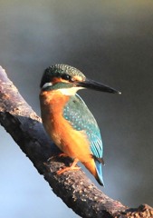 今朝、いつもの公園８－４「横見て」
