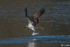 魚獲る鳥（ミサゴ）（１）