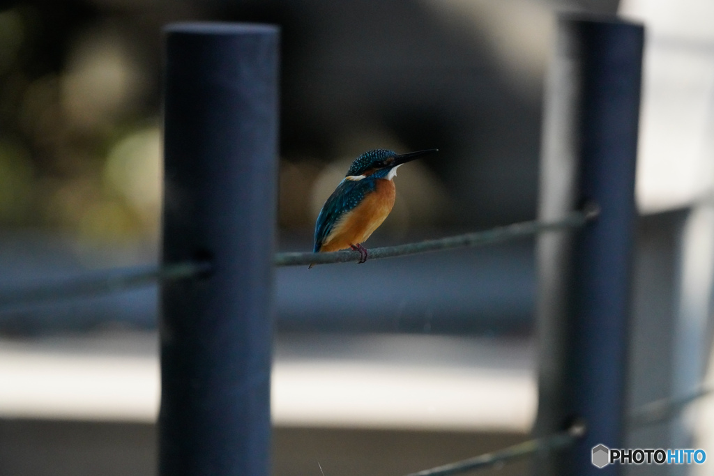 いつもの公園「こちらも近い」（リクエストにお応えして）（撮って出し）